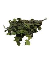 Bunch Fagus Pres. 150GR GREEN