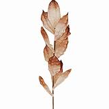 ΚΛΑΔΙ ΜΕ ΦΥΛΛΑ ΙΒΟΥΑΡ-ΚΑΦΕ