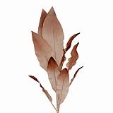 ΚΛΑΔΙ ΜΕ ΦΥΛΛΑ ΙΒΟΥΑΡ-ΚΑΦΕ