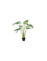 Φύκος σε κασπώ Η120cm