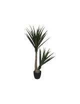 Γιούκα σε κασπώ 130εκ.