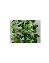 ΓIPΛANTA ΠOΘOΣ 1.90M