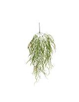 Πρασινάδα κρεμαστή