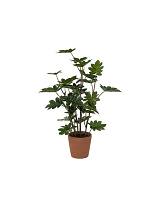 Πρασινάδα σε κασπώ philo 65εκ.