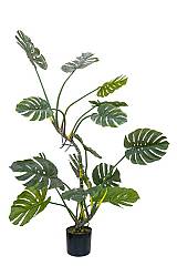 ΦΥΤΟ ΦΙΛΟΔΕΝΔΡΟ (MONSTERA)  ΜΕ ΓΛΑΣΤΡΑ ΜΕΓΕΘΟΣ 155ΕΚ