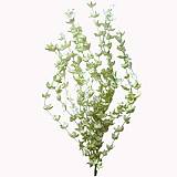 ΚΛΑΔΙ ΜΕ ΛΟΥΛΟΥΔΙΑ ΠΡΑΣΙΝΑ