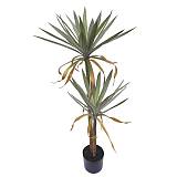 ΔΕΝΤΡΟ ΓΙΟΥΚΑ ΠΑΝΑΣΕ ΔΙΠΛΟ ΣΕ ΓΛΑΣΤΡΑ - Υ122cm 2/ΚΙΒ