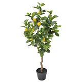 ΔΕΝΤΡΟ ΛΕΜΟΝΙΑ REAL TOUCH ΣΕ ΓΛΑΣΤΡΑ - Υ100cm 4/ΚΙΒ