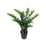 ΔΕΝΤΡΟ ΖΑΜΙΟΚΟΥΚΛΑΣ ΣΕ ΓΛΑΣΤΡΑ - Y110cm 1/4KIB