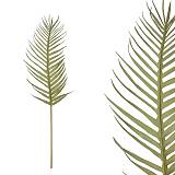 ΚΛΑΔΙ ΦΥΛΛΟ ΦΟΙΝΙΚΑΣ ΠΡΑΣΙΝΟ - Υ105cm 12/96KΙΒ