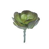 ΡΙΖΑ ΠΑΧΥΦΥΤΟ ΠΡΑΣΙΝΟ/ΜΩΒ - Υ15cm 24/192ΚΙΒ