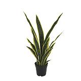 ΔΕΝΤΡΟ ΣΑΝΣΙΒΕΡΙΑ ΠΡΑΣΙΝΟ/ΚΙΤΡΙΝΟ REAL TOUCH ΣΕ ΚΑΣΠΩ - Y62cm 4/KIB