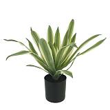 ΔΕΝΤΡΟ ΑΓΑΥΗ ΠΡΑΣΙΝΟ/ΛΕΥΚΟ ΣΕ ΓΛΑΣΤΡΑ - Υ30cm 12/KIB