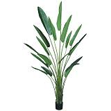 ΔΕΝΤΡΟ ΣΤΡΕΛΙΤΣΙΑ ΠΡΑΣΙΝΟ ΣΕ ΓΛΑΣΤΡΑ - Υ310cm 2/ΚΙΒ