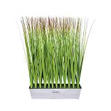 ΦΥΤΑ ΓΚΡΑΣΣ ΣΕ ΜΕΤΑΛΛΙΚΗ ΖΑΡΝΤΙΝΙΕΡΑ - Υ69cm 2/8KIB