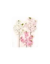 KΛAΔI KEPAΣIA 95EK. λευκο χρ.