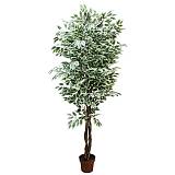 ΔΕΝΤΡΟ ΜΠΕΝΖΑΜΙΝ ΔΙΧΡΩΜΟ ΣΕ ΓΛΑΣΤΡΑ - Y210cm 2/KIB