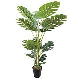 ΔΕΝΤΡΟ ΜΟΝΣΤΕΡΑ REAL TOUCH ΣΕ ΓΛΑΣΤΡΑ - Υ150cm 4/ΚΙΒ