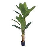 ΔΕΝΤΡΟ ΜΠΑΝΑΝΙΑ ΤΡΙΠΛΗ REAL TOUCH ΣΕ ΓΛΑΣΤΡΑ - Υ190cm 2/ΚΙΒ