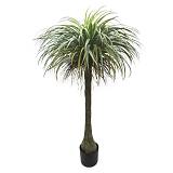 ΔΕΝΤΡΟ ΓΙΟΥΚΑ ΣΕ ΚΑΣΠΩ - Υ180cm 1/2ΚΙΒ