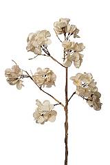 ΛΟΥΛΟΥΔΙΑ ΚΛΑΔΙ ΛΟΥΛΟΥΔΑΚΙΑ ΜΠΕΖ