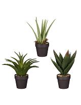 Αλόη σε κασπώ 3σχ. 27εκ.