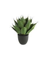 Αλόη σε κασπώ Φ45Η57cm