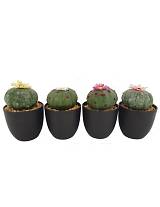 Κάκτος σε κασπώ με 4 χρ.λουλούδι 16εκ.