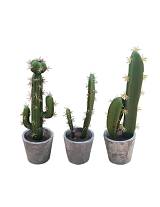 Κάκτος σε χαρ.κασπώ 26-31εκ. 3σχ.