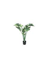 Μονστέρα σε κασπώ 100εκ.