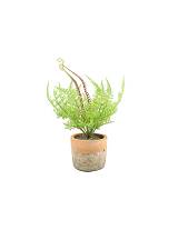 Πρασινάδα σε κασπώ κεραμ.12Χ30