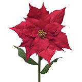 ΚΛΑΔΙ ΑΛΕΞΑΝΔΡΙΝΟ ΓΙΓΑΣ KOKKINO ΒΕΛΟΥΔO - XXXL: Φ72x135cm 6/12KIB