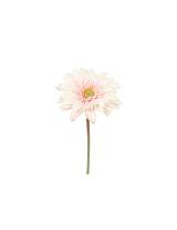 Κλαδί ζέρμπερα ροζ Η46cm