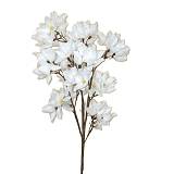 ΚΛΑΔΙ ΜΕ ΛΟΥΛΟΥΔΙΑ ΛΕΥΚΑ