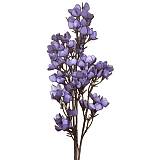 ΚΛΑΔΙ ΜΕ ΛΟΥΛΟΥΔΙΑ ΜΩΒ