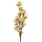 ΚΛΑΔΙ ΜΕ ΛΟΥΛΟΥΔΙΑ ΜΠΕΖ