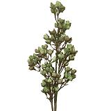 ΚΛΑΔΙ ΜΕ ΛΟΥΛΟΥΔΙΑ ΠΡΑΣΙΝΟ-ΚΑΦΕ