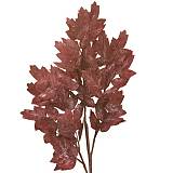 ΚΛΑΔΙ ΜΕ ΦΥΛΛΑ ΜΠΟΡΝΤΩ