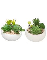 Παχύφυτα σε λευκό κεραμ.κασπώ 10cm