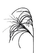 ΧΡΙΣΤΟΥΓΕΝΝΙΑΤΙΚΑ ΚΛΑΔΙΑ ΜΑΥΡΑ 89ΕΚ