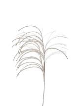 ΧΡΙΣΤΟΥΓΕΝΝΙΑΤΙΚΑ ΚΛΑΔΙΑ ΛΕΥΚΑ 89ΕΚ