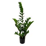 ZAMIA ΦΥΤΟ ΤΕΧΝΗΤΟ ΣΕ ΓΛΑΣΤΡΑ 85cm ΥΦΑΣΜΑ ΠΡΑΣΙΝΟ PVC