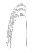 ΧΡΙΣΤΟΥΓΕΝΝΙΑΤΙΚΟ ΚΛΑΔΙ ΛΕΥΚΟ 90ΕΚ