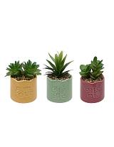 Παχύφυτο σε κεραμικό κασπώ 3χρώματα 13x10x14,5cm