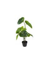 Αλοκάσια σε κασπώ 66x90εκ.