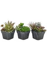 Πρασινάδα σε κασπώ 13εκ. 4σχ.