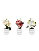 Ορχιδέα σε κασπώ 3χρώματα 11x23cm