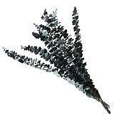 ΑΠΟΞΗΡΑΜΕΝA ΚΛΑΔΙΑ ΜΠΛΕ ΕΥΚΑΛΥΠΤΟΣ ΜΑΤΣΟ ~10τμχ - Υ50-60cm 30/ΚΙΒ