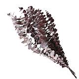 ΑΠΟΞΗΡΑΜΕΝA ΚΛΑΔΙΑ ΜΩΒ ΕΥΚΑΛΥΠΤΟΣ ΜΑΤΣΟ ~10τμχ - Υ50-60cm 30/ΚΙΒ