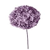 ΑΠΟΞΗΡΑΜΕΝA ΚΛΑΔΙΑ ΛΙΛΑ ΟΡΤΑΝΣΙΑ ΜΑΤΣΟ ~1-2τμχ - Υ55cm 20/ΚΙΒ